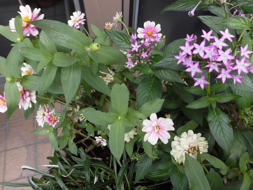 ８月 花の都 しずおか 高木不動産 富士市 不動産